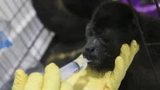 Los animales rescatados están siendo atendidos por especialistas.