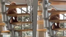 VIDEO: Joven encuentra a su perro sentado como un humano