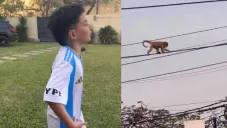 Niño argentino genera polémica por video donde ve un mono y lo llama Vinicius