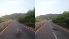 Así fue el momento del avistamiento del cocodrilo.