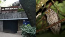 Nocturnario, es un espacio para promover la conservación de estos animales