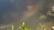 Encuentran tiburones en lagos de Florida que fueron desplazados del océano por el huracán Helene