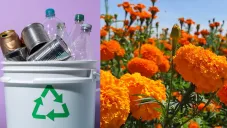 ¿Basura por flores? Aquí te decimos cómo puedes cambiar tu basura por maceta de flores de cempasúchil