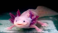 UNAM alerta por desaparición de ajolotes en 2025 en lago de Xochimilco