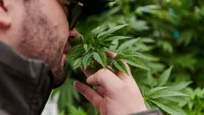 La marihuana ha aumentado su popularidad en consumo en las últimas décadas