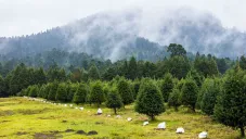 Pinos naturales de navidad en Amecameca