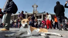 Ponen en adopción a lomitos peregrinos abandonados en la Basílica de Guadalupe