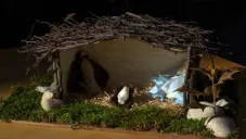 ¿Es recomendable poner musgo en el nacimiento navideño? Esto dicen expertos