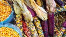 Estados Unidos le gana disputa a México