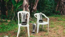 América bromea con su tricampeonato y el nuevo álbum de Bad Bunny