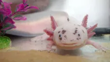 Ruta del Ajolote en CDMX: Fecha, sede y todos los detalles de esta actividad