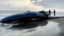 La Profepa recibió el apoyo de voluntarios para poder enterrarla.