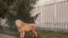 VIDEO: León se pasea por calles de Ocoyoacac, Estado de México