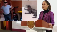 Se pide justicia por caso de maltrato animal a gatita en Tabasco