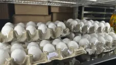 Turquía envía más de 15 mil toneladas de huevos a Estados Unidos