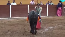 Emilio Macías, torero mexicano, sufre cornada y pasa 9 horas en quirófano