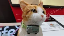 Petphone: Estas son las caracterísiticas de estos nuevos dispositivos