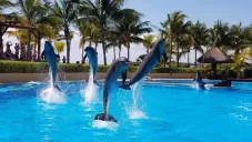 El video de un delfín impactándose en la orilla de una alberca se ha vuelto viral