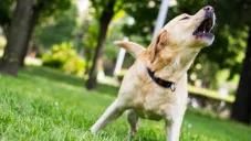 Multa si tu perro ladra mucho en la CDMX, esto sabemos