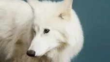 Científicos &quot;reviven&quot; al lobo terrible, especie que se extinguió hace más de 12 mil años