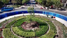 Anteriormente se encontraba una palma dentro de la glorieta.