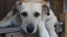 Esta es la multa en CDMX por viajar con tu perro en el auto