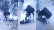 Ahora sí se podría decir que era el toro enamorado de... lo ajeno.