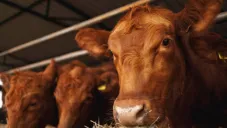 EE.UU. suspende importación de ganado mexicano por brote de gusano barrenador