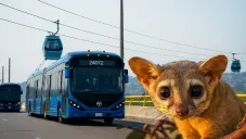 Trolebús ‘Cacomixtle’ en CDMX: Ruta, estaciones y fecha de inauguración