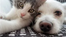 Aumentan casos de gusano barrenador en animales domésticos en México