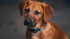 ¡Buscan al responsable! Denuncian envenenamiento masivo de lomitos y michis