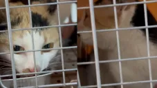 Rescatan a “Pozola”, la gatita atrapada 15 días en la Academia Militarizada Ollin tras clausura