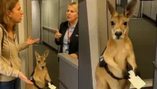 ¿Es real el video del canguro tratando de subir a un avión? Esto revelaron los expertos