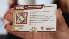 CURP para mascotas: Requisitos y costo de la multa si no lo tramitas en junio 2025