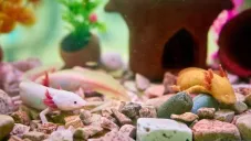 Fomenta AJEMEX preservación de especies endémicas