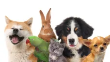 ¿Qué animales puedes tener como mascota legal en CDMX? Aquí la lista