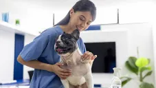 Esterilización económica de perros y gatos en la UNAM: precios, requisitos y cómo agendar cita