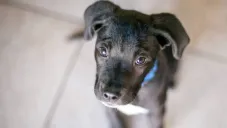 ¿Cómo puedes denunciar el maltrato animal en CDMX? ¡Es anónimo!