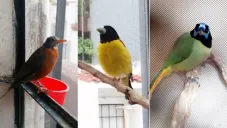 Los ejemplares no presentaban daños visibles o maltrato.