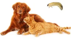 Este parásito, en un principio, afectaba principalmente al ganado.