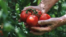 EE.UU. impone arancel del 17.09 % al tomate mexicano tras romper acuerdo comercial