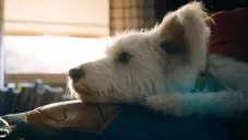 &quot;Efecto Krypto&quot;: se dispara más del 500% la adopción de perros tras estreno de Superman