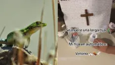 Niña organiza funeral completo para una lagartija y enternece a millones en redes sociales