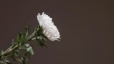 Fallece una leyenda de la música ranchera y el cine mexicano a los 91 años: “Me voy cantando”