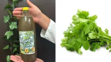 ¿Refresco de cilantro? Estudiantes mexicanos desarrollan bebida saludable y natural
