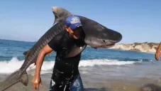 VIDEO: Pescador en Michoacán captura tiburón tigre con sus propias manos