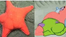 Estrella de mar hallada en Argentina causa furor por su parecido con Patricio de Bob Esponja