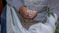 Programa Fertilizantes para el Bienestar abre registro: apoya con fertilizantes gratuitos a productores de pequeña escala