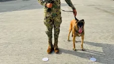 Generación FIFA: México implementará perros entrenados como seguridad para el Mundial 2026