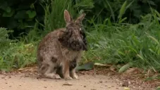 ¿Virus que provoca tentáculos y cuernos en conejos representa un riesgo para los humanos?